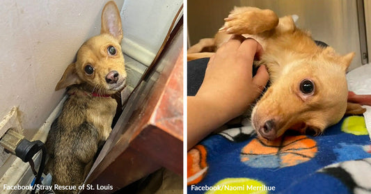 Small tan Chihuahua mix pressed into a corner beside a wall and furniture, looking up wide-eyed with a nervous expression. Small tan dog lying on a blanket while a person rubs its belly, mouth open in a relaxed, playful expression.