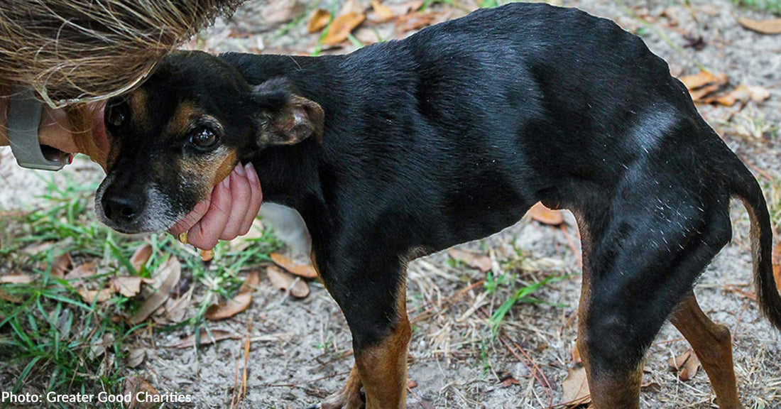 Emaciated Animals Continue to Arrive at Texas Shelters Weeks After Deadly Flooding