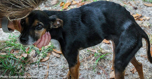 Emaciated Animals Continue to Arrive at Texas Shelters Weeks After Deadly Flooding
