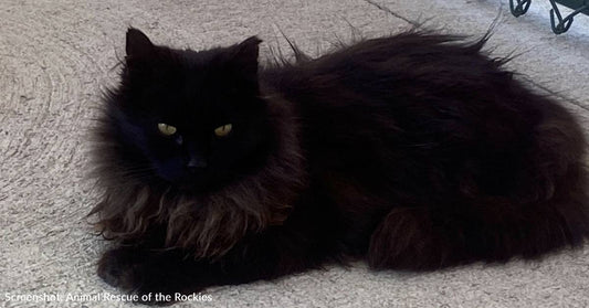 The Coors Field Cat Who Has Lived At The Ballpark For The Past 10 Years Is Looking For Home To Retire