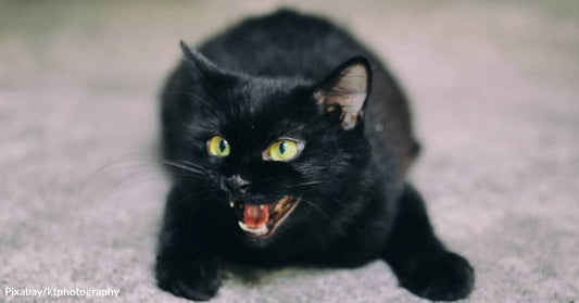 Tiny Black Kitten Refuses To Give Up And Finds The Mother Who Saves Her