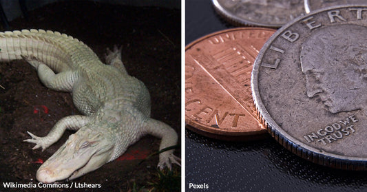 Rare White Alligator Fights For Survival After Swallowing 70 Coins Tossed By Zoo Visitors