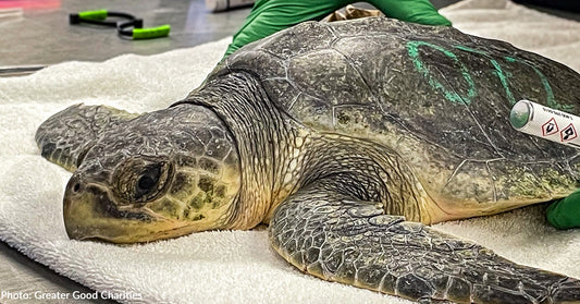 A close-up of a sea turtle resting on a towel, with a person’s green gloved hand nearby.