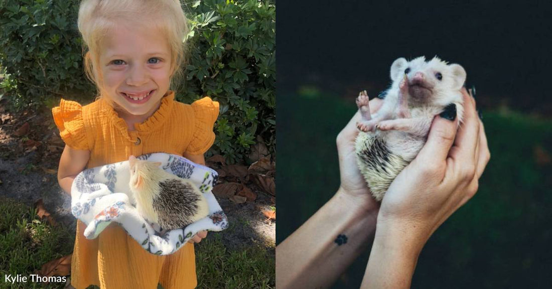 Hedgehog with Pineapple-Themed Cage Lives the High Life with Weenie Dogs and Human Sister