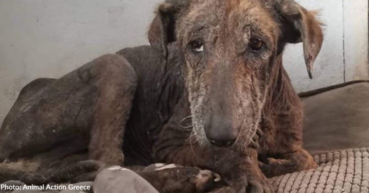 Starving And Sick Animals On The Brink Of Death Need Our Help To Survive