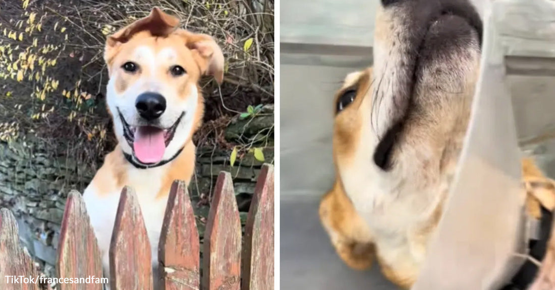 Split image of a smiling tan dog peeking over a wooden fence and the same dog pressing its nose close to a glass door.