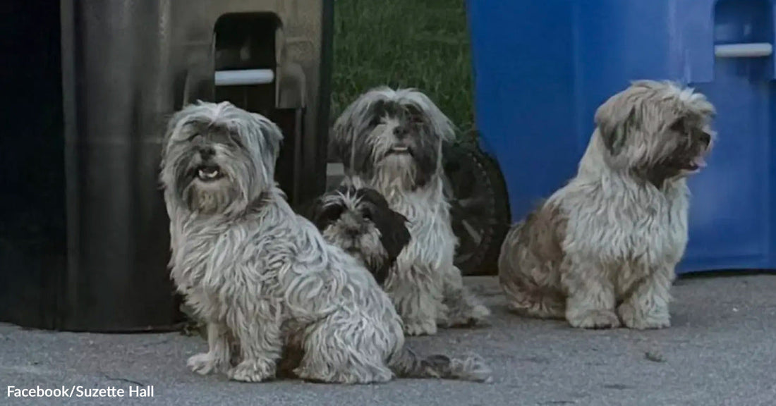 Abandoned Dog Siblings Cling To Each Other Until Rescuers Pull Them From Danger