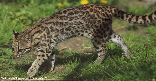 Tiger Cat Species Emerges from Colombia's Cloud Forests as Habitat Teeters on the Brink