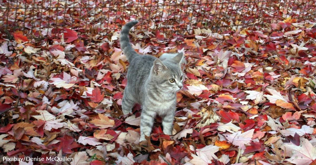 Shelter Cat Pushes All the Other Kitties Out of the Way When She Sees the Human She Wants