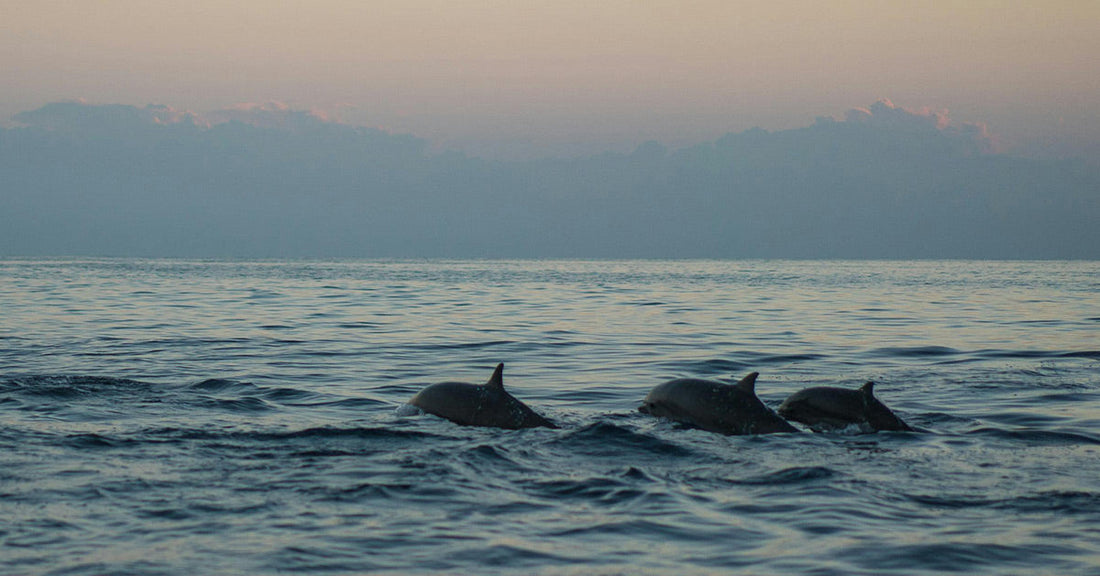 A small group of dolphins swimming in open water at sunset, their fins just above the surface with soft pink and purple clouds on the horizon.