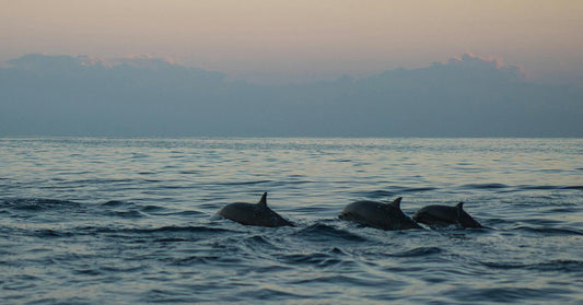 A small group of dolphins swimming in open water at sunset, their fins just above the surface with soft pink and purple clouds on the horizon.
