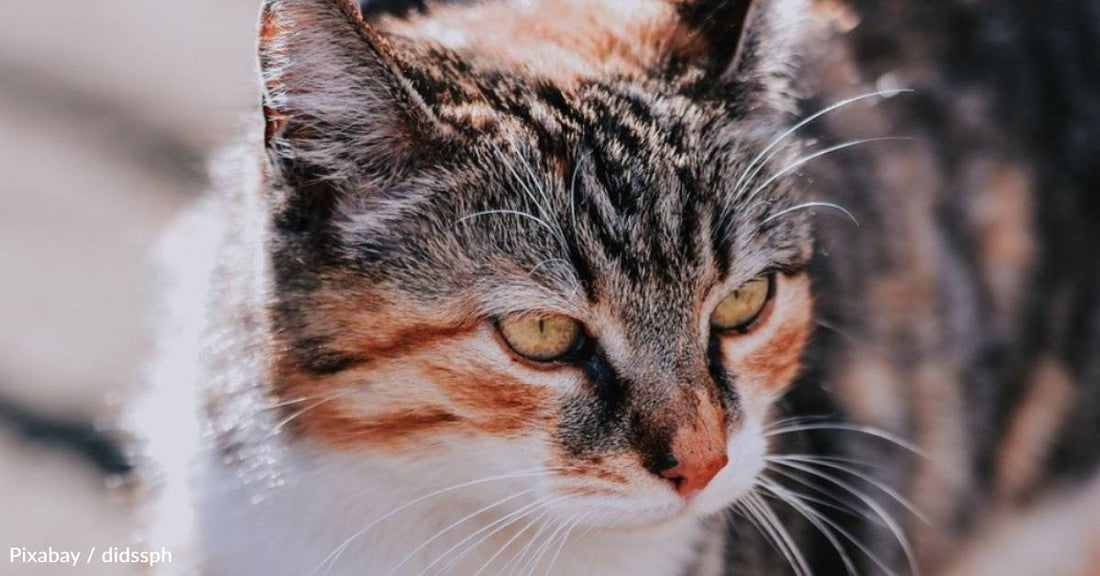 As Woman Feeds Stray Cats in Her Neighborhood, One Wins Her Heart