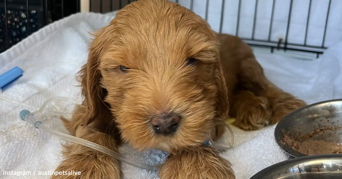 Brown puppy resting on a white blanket with a feeding bowl nearby.