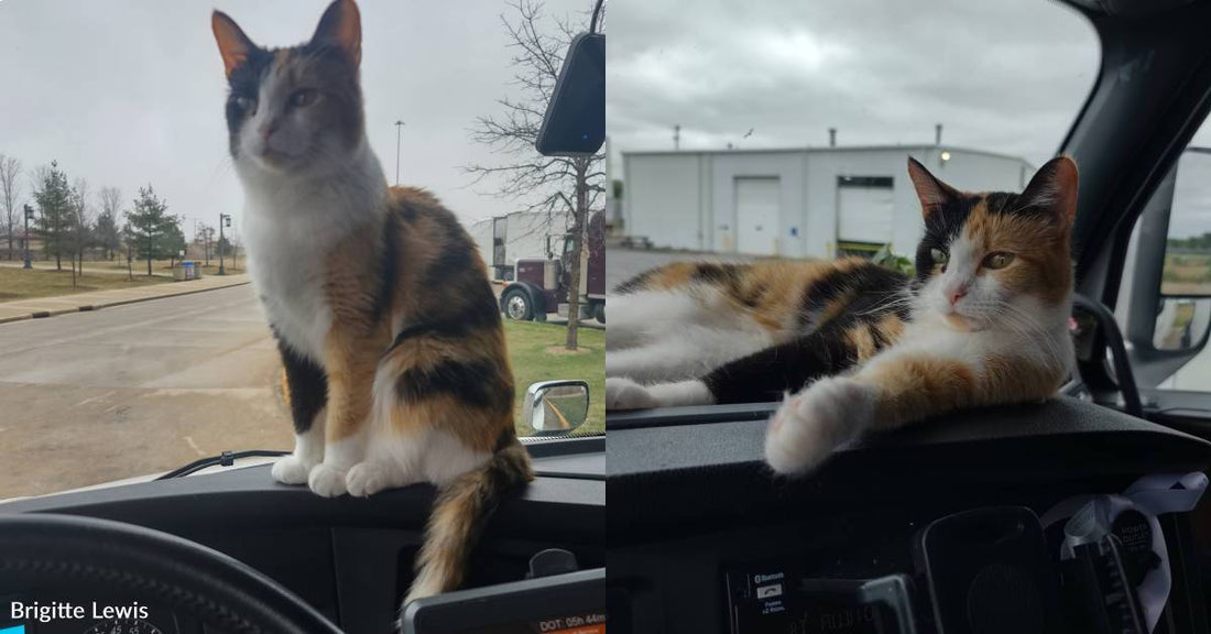 Cat Hits the Road As Co-Pilot to Her Trucker Mom