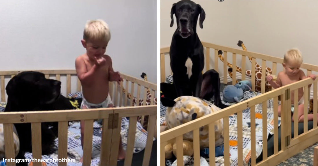 Split image of a toddler and a large black Great Dane standing together inside a crib filled with blankets and stuffed toys.