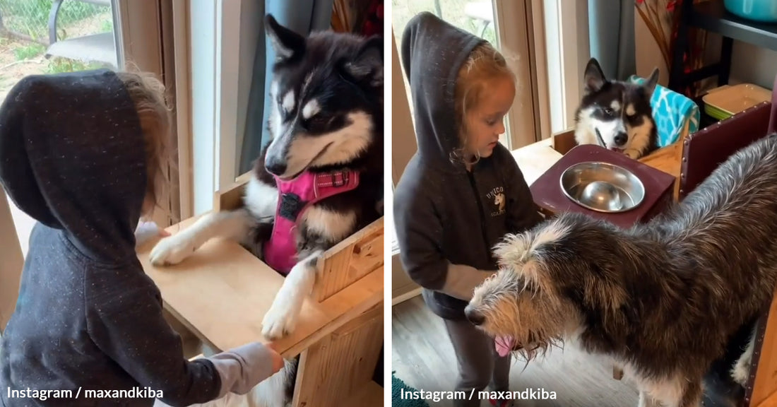 Dogs Suffering From Megaesophagus Wait Patiently For Their Sister to Feed Them