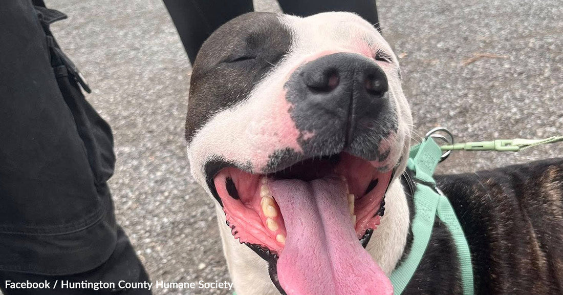Happy dog with a big smile and tongue out, enjoying outdoor time.