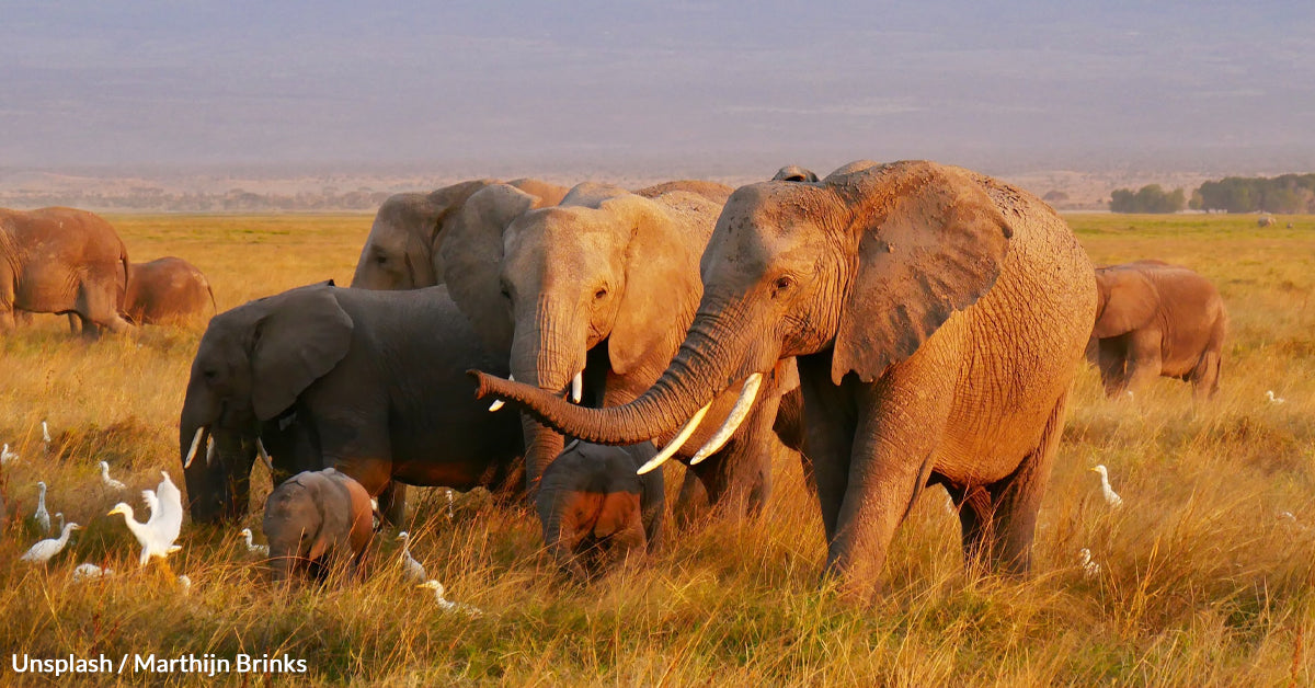 Top Animals Here Are The Top Most Intelligent Animals In The World | GreaterGood