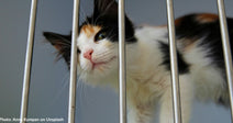 Top 10 States that Save the Most Cats in Shelters