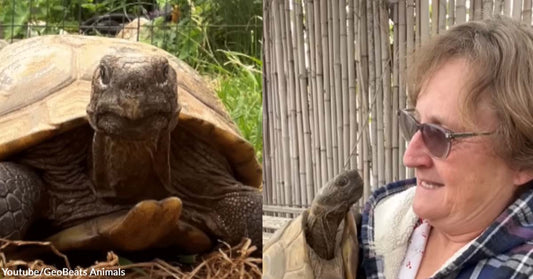 The Grow-Old-Together Type of Friendship Between a Woman and Her Loving Tortoise