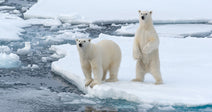 two polar bears on ice floating in ocean