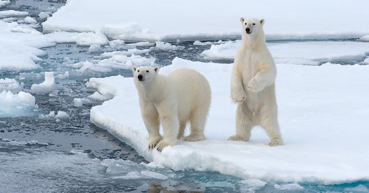 two polar bears on ice floating in ocean