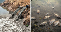 On the left, dark sewage pours from a pipe into a murky waterway; on the right, multiple dead fish float and lie along a polluted shoreline.