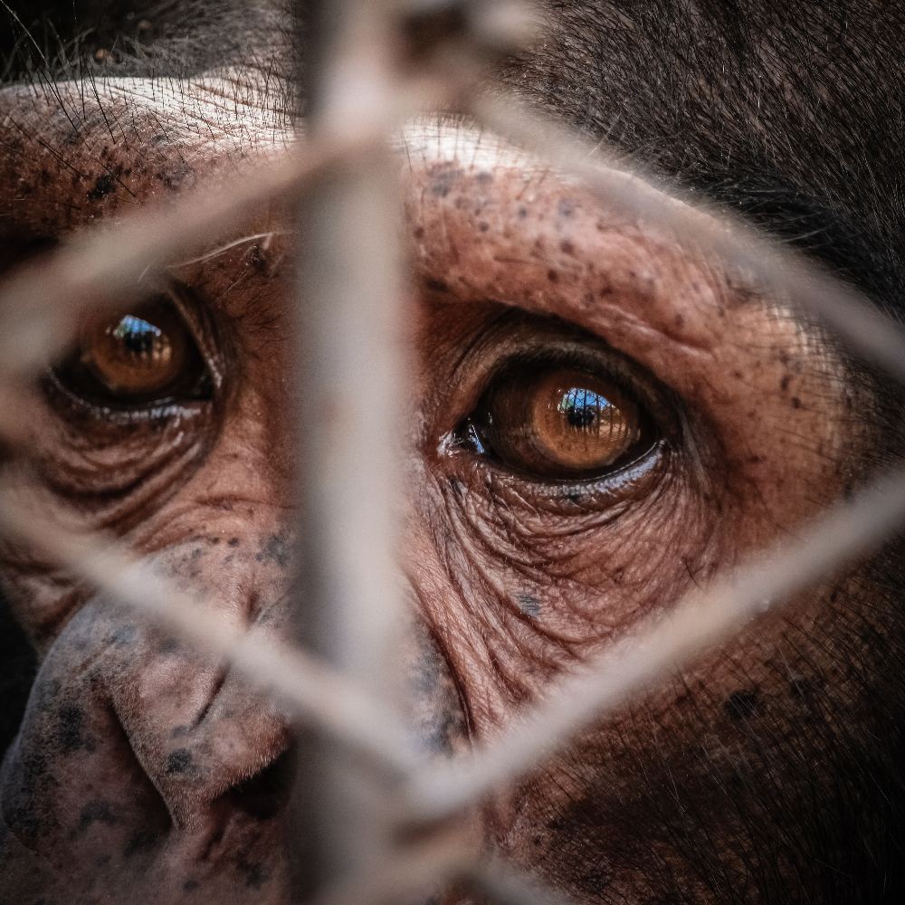 End The Cruel Exploitation Of Wild Animals In Traveling Shows