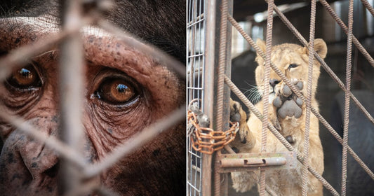 Close-up of a chimpanzee’s somber eyes and face seen through the metal bars of a cage. A young lion presses its paws against the rusted bars of a locked metal enclosure.