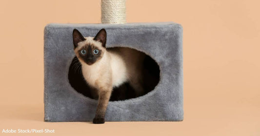 Up High or Hiding in a Nook: Is Your Cat a Tree Dweller or a Bush Dweller?