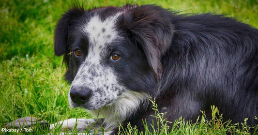 Dog with Three Legs Loves on All Who Meet Him