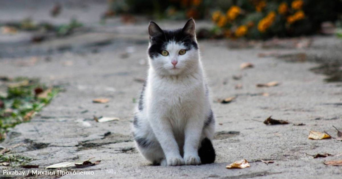 Malnourished, Abandoned 15-Year-Old Cat Rescued From Streets