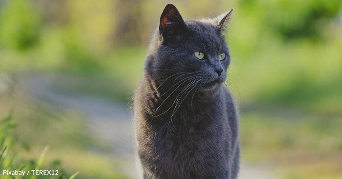 Cat Goes From Angry, Scared Stray to Loving Protector of Adopted Family's Baby Girl