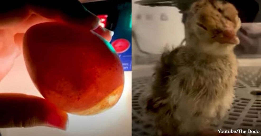 Woman Found a Mystery Egg, Nurtured It Until It Hatched, And Met the Sweetest Turkey She Has Ever Known