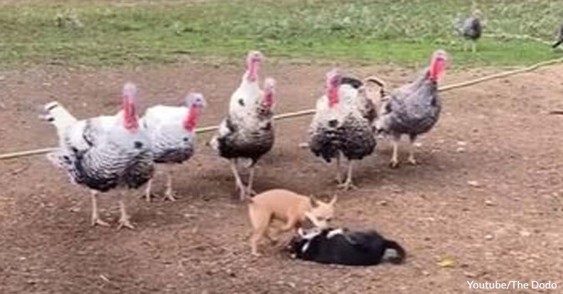 Turkeys Act as Mediators Between Two Rowdy Dogs Causing Trouble on Their Farm