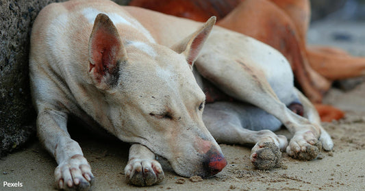 Turkey's Plan to Euthanize Millions of Street Dogs Sparks Nationwide Outrage