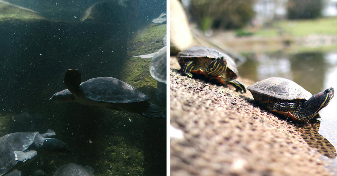 Drones Capture Astonishing Mega Nest of Giant Amazon Animals