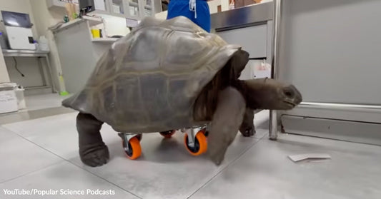Tortoise fitted with orange-wheeled mobility support walking across a veterinary clinic floor.