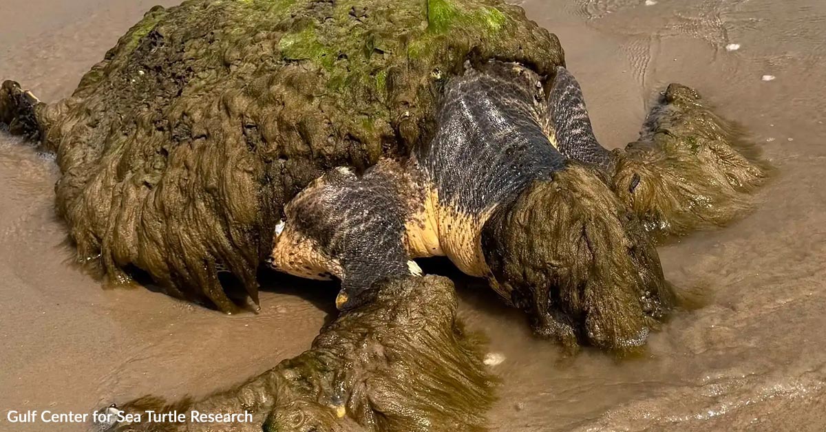 Family Finds Odd Mass On Beach And Uncovers A Dying Turtle Fighting ...