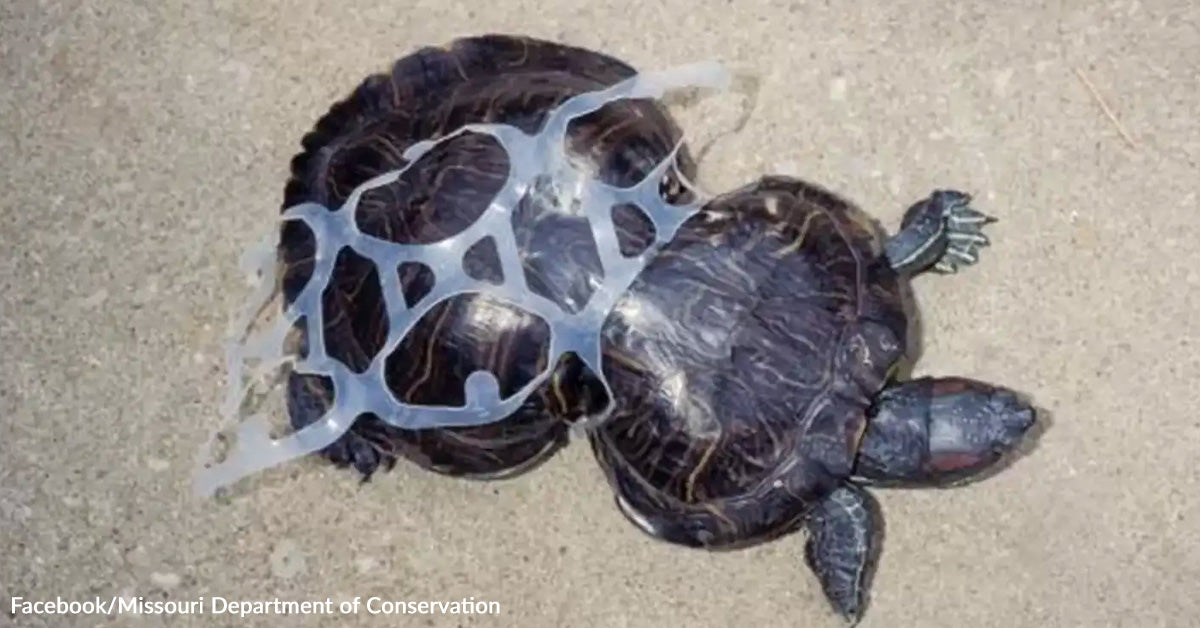 Turtle Scarred By Plastic Rings Keeps Defying The Odds Three Decades ...