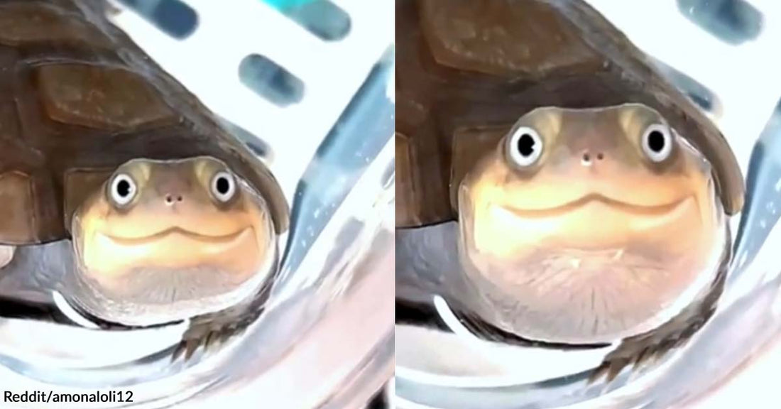 Redditors Find This Turtle’s Smile Both Adorable and Questionable