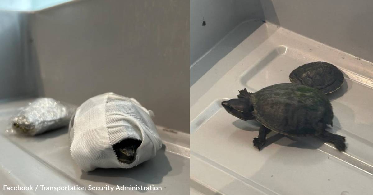 Woman Tries to Sneak Turtles Through Airport Security... in Her Bra ...