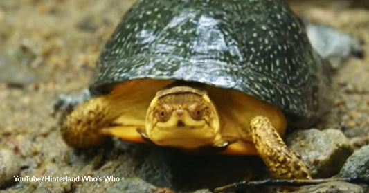 Do Freshwater Turtles Bask in the Moonlight for Romantic Reasons?