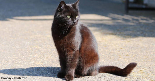 Campus Cat Becomes Buddies with Professor, Who Adopts Him Just Before Winter