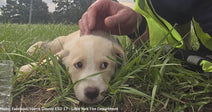 tan and white puppy resting in grass next to firefighter