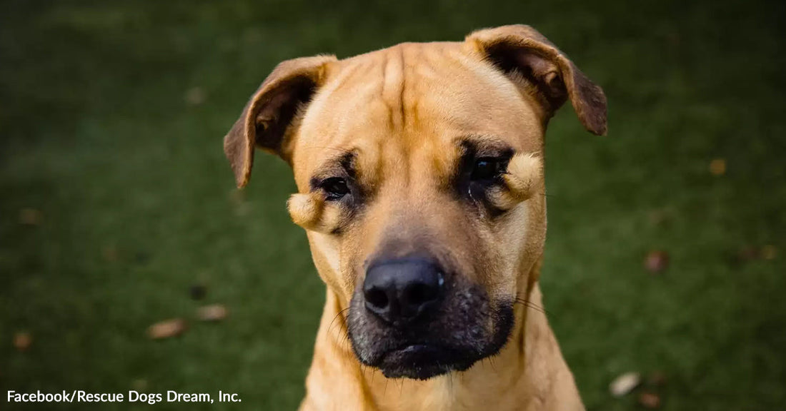 Close-up of a tan rescue dog with droopy eyelids standing outdoors against a blurred green background.