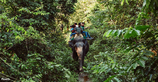 New UK Law Battles the Cruelty Behind Elephant Rides for Tourists