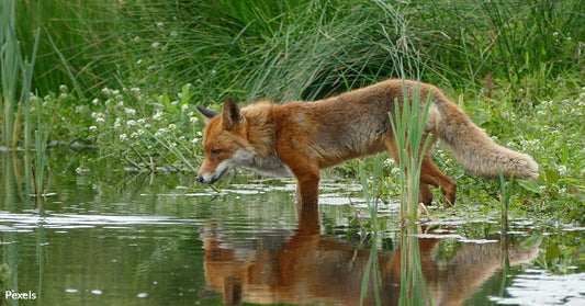 Outrage Over Animal Cruelty as UK Fox Hunters Push for Minority Rights