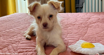 From Stealing Eggs to Finding Love: A War-Torn Dog's Second Chance