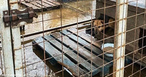 Ukraine Animal Shelters Underwater Due to Severe Flooding - Hundreds of Animals At Risk